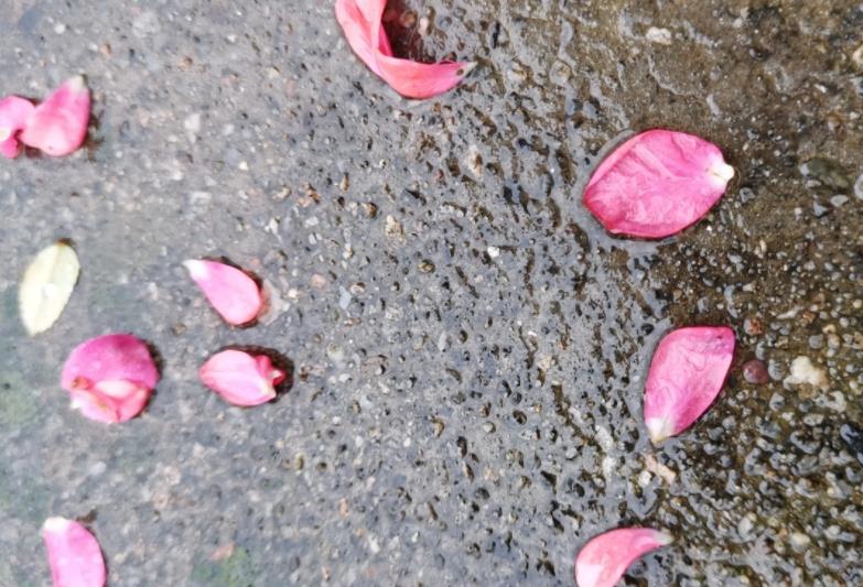 風(fēng)雨本是無(wú)心起,奈何花葉傾心落