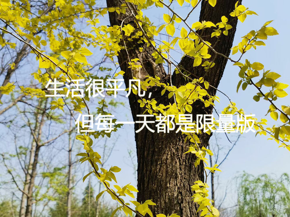 生活很平凡，但每都是限量版